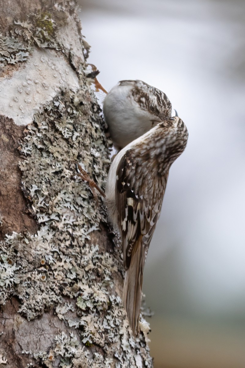 Brown Creeper - ML618386895