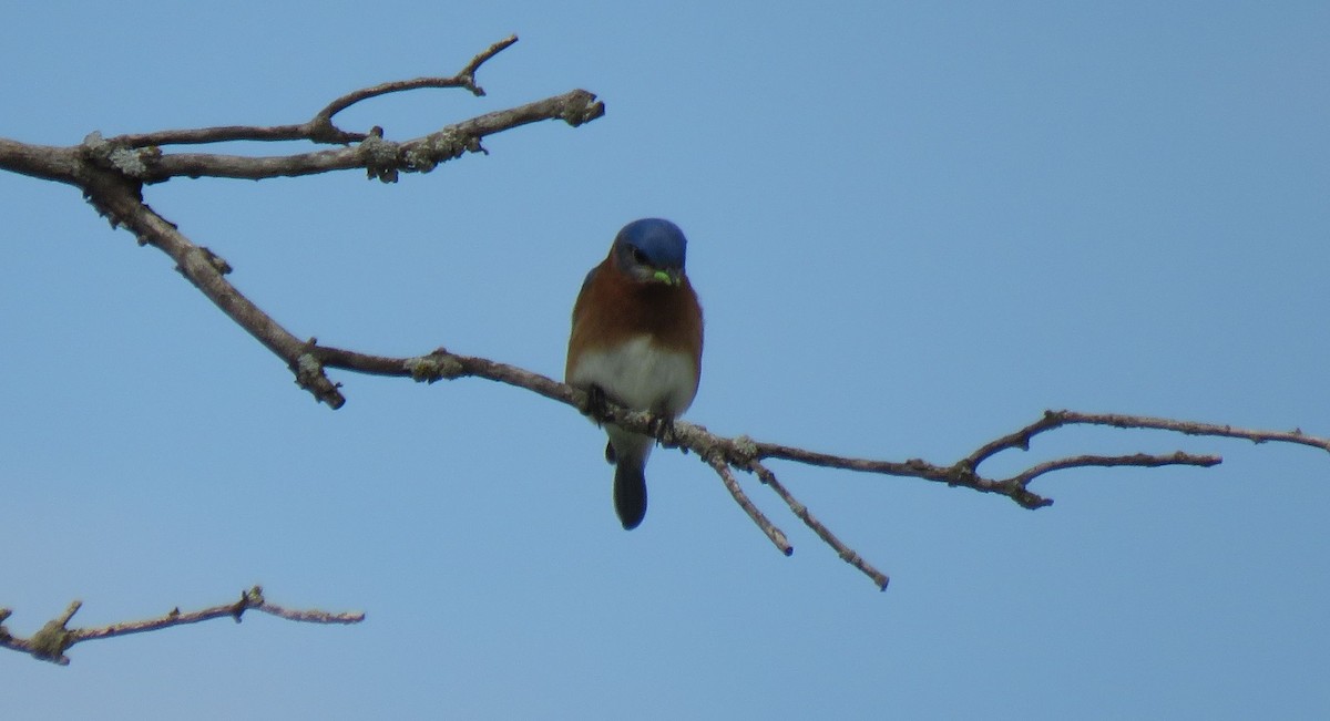 Eastern Bluebird - ML618386986