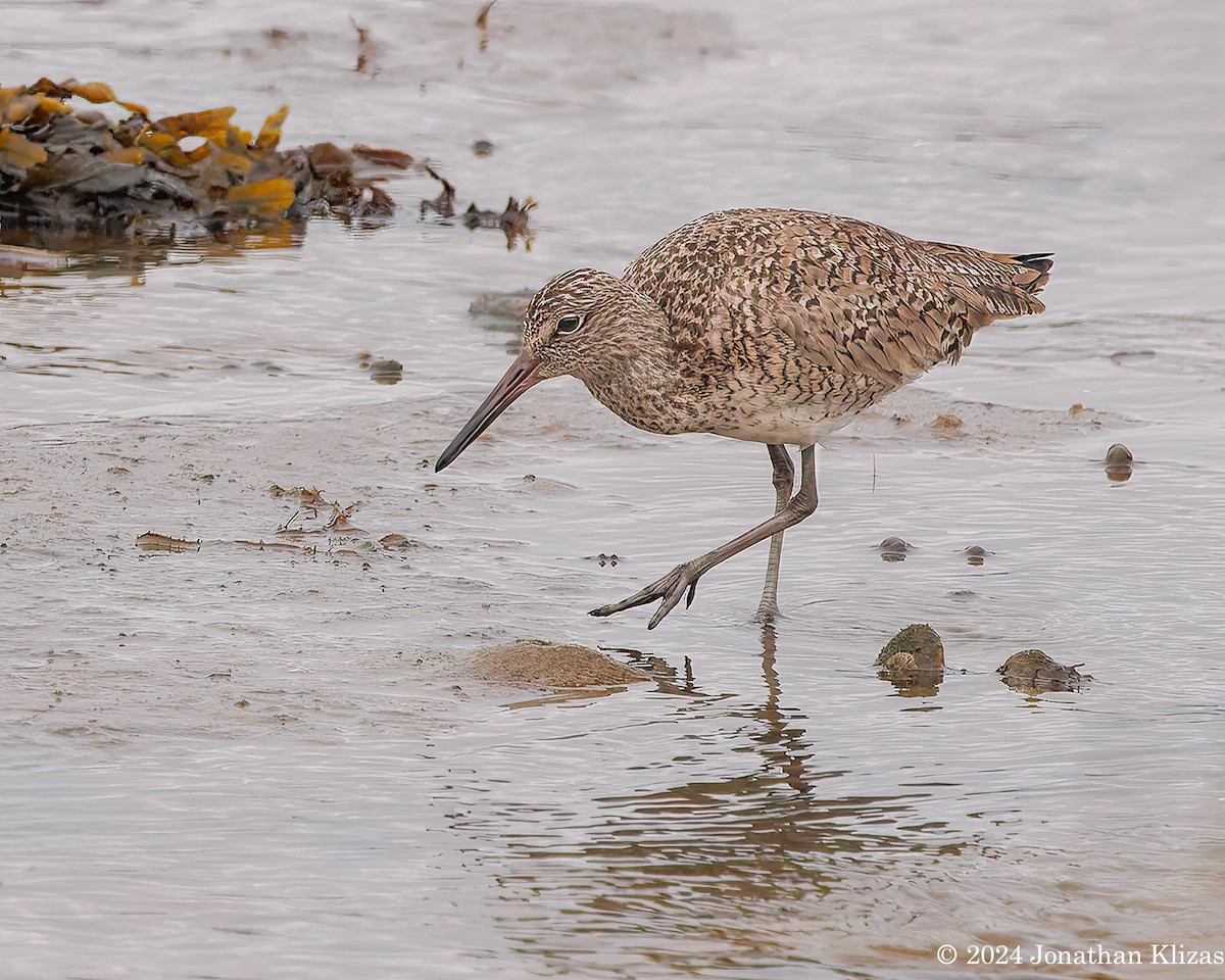 Willet - ML618387013