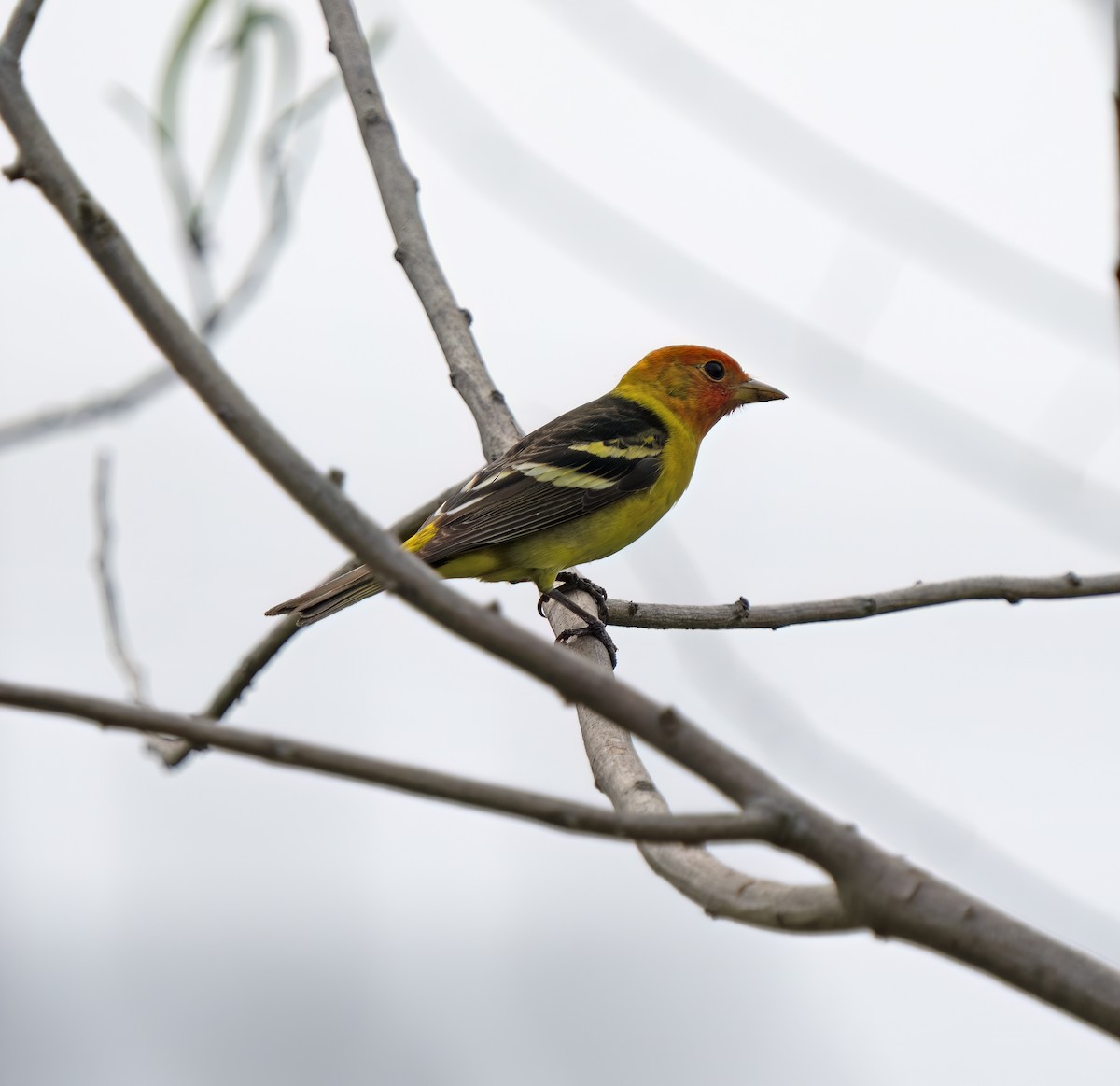Western Tanager - ML618387044
