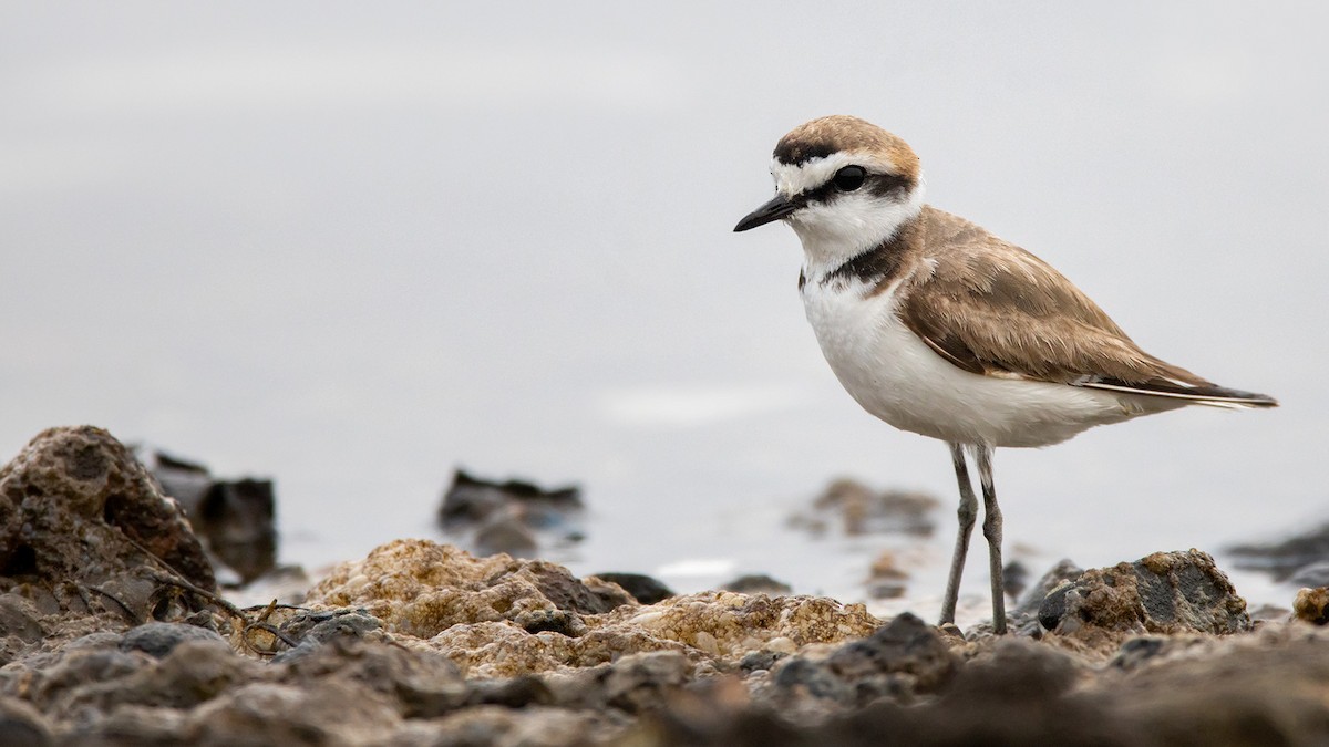 Kentish Plover - ML618387070