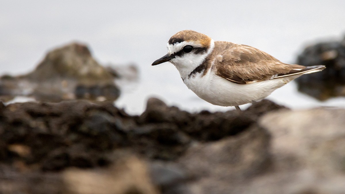 Kentish Plover - Lukasz Ifczok