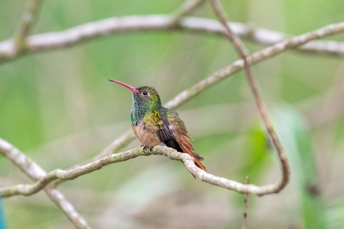 kolibřík yukatanský - ML618387116