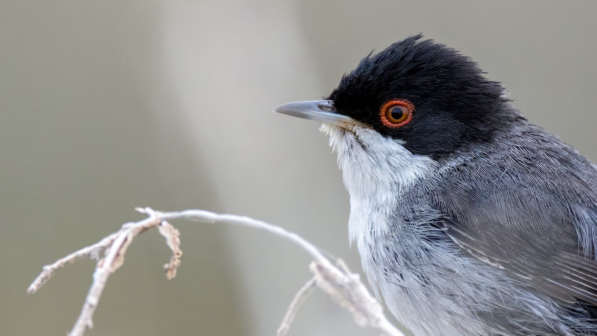 Sardinian Warbler - ML618387123