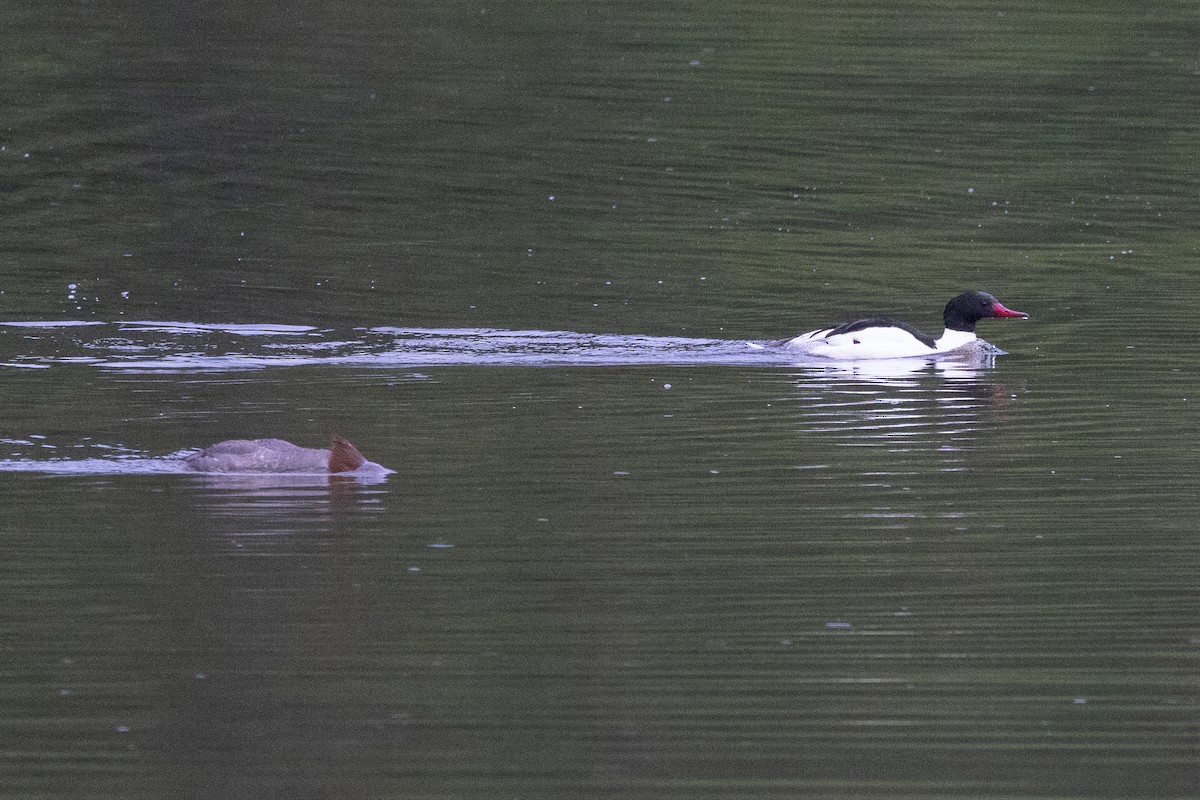 Common Merganser - John Reynolds