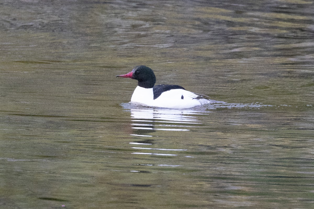 Common Merganser - John Reynolds