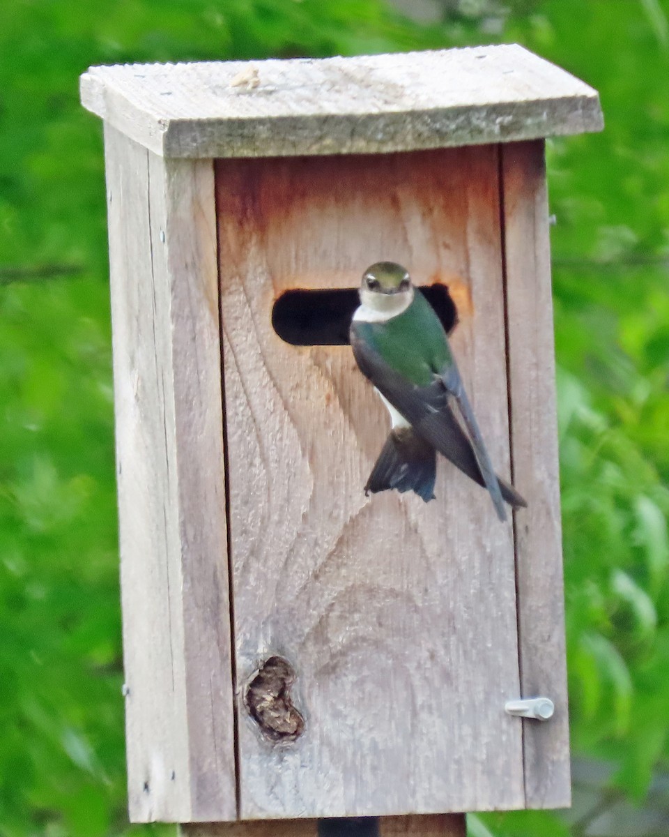 Violet-green Swallow - Jim Scott