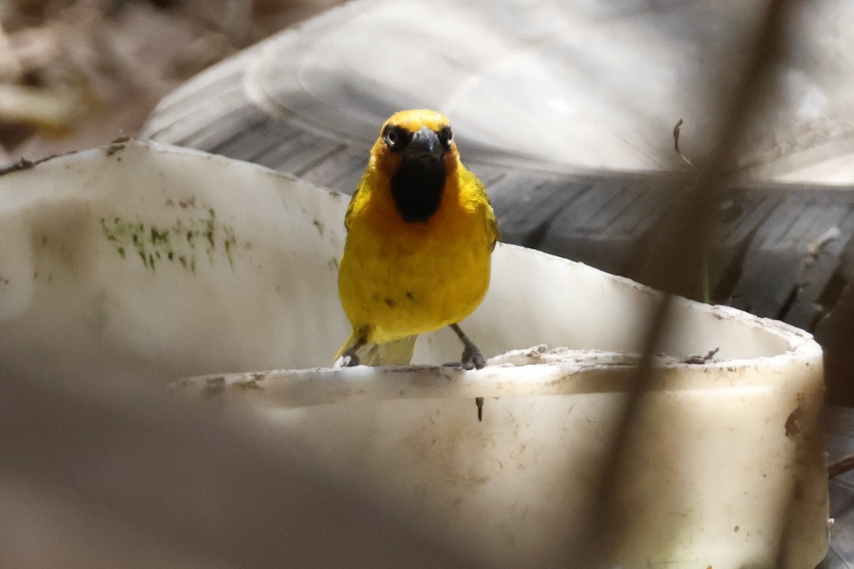 Olive-naped Weaver - Mathieu Soetens