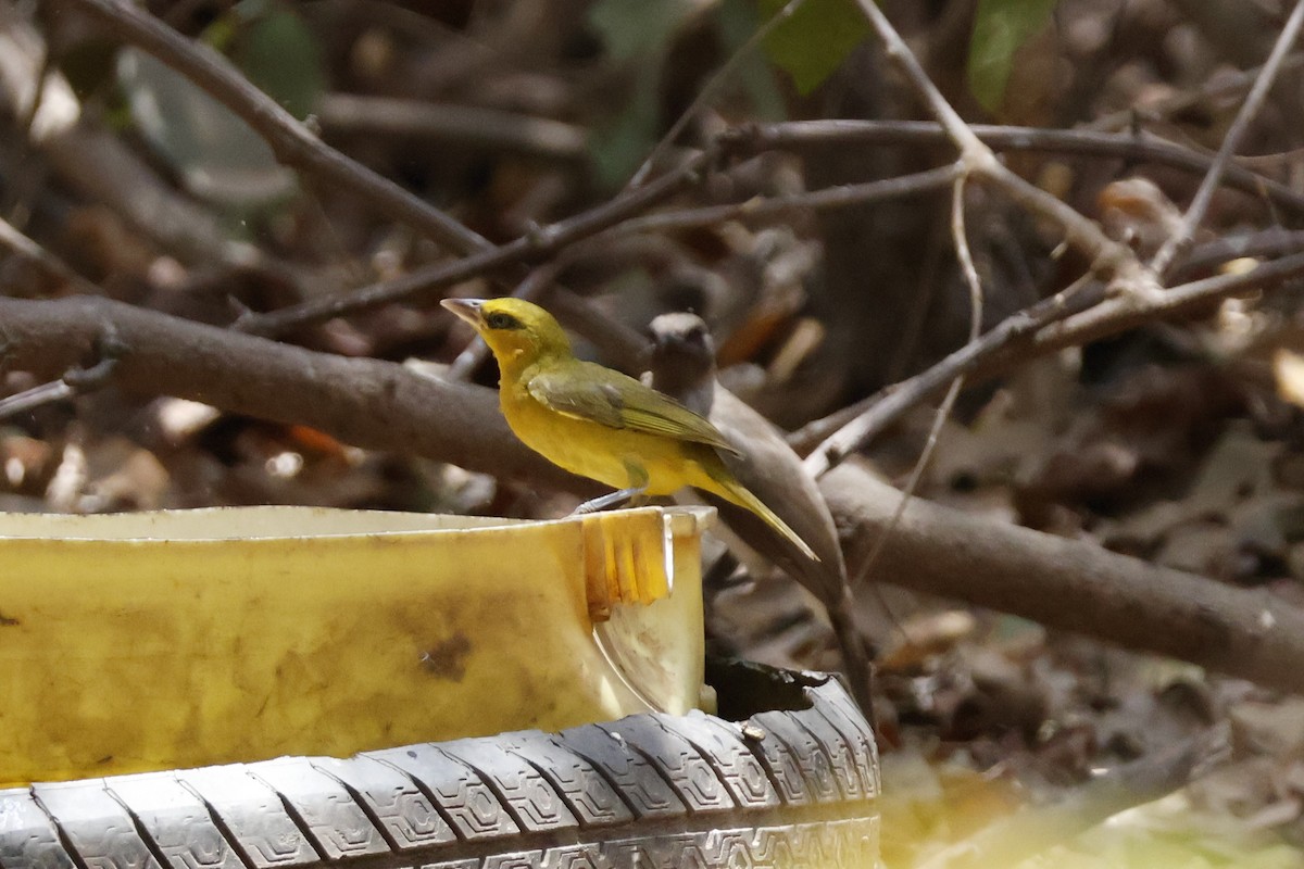 Olive-naped Weaver - ML618387158