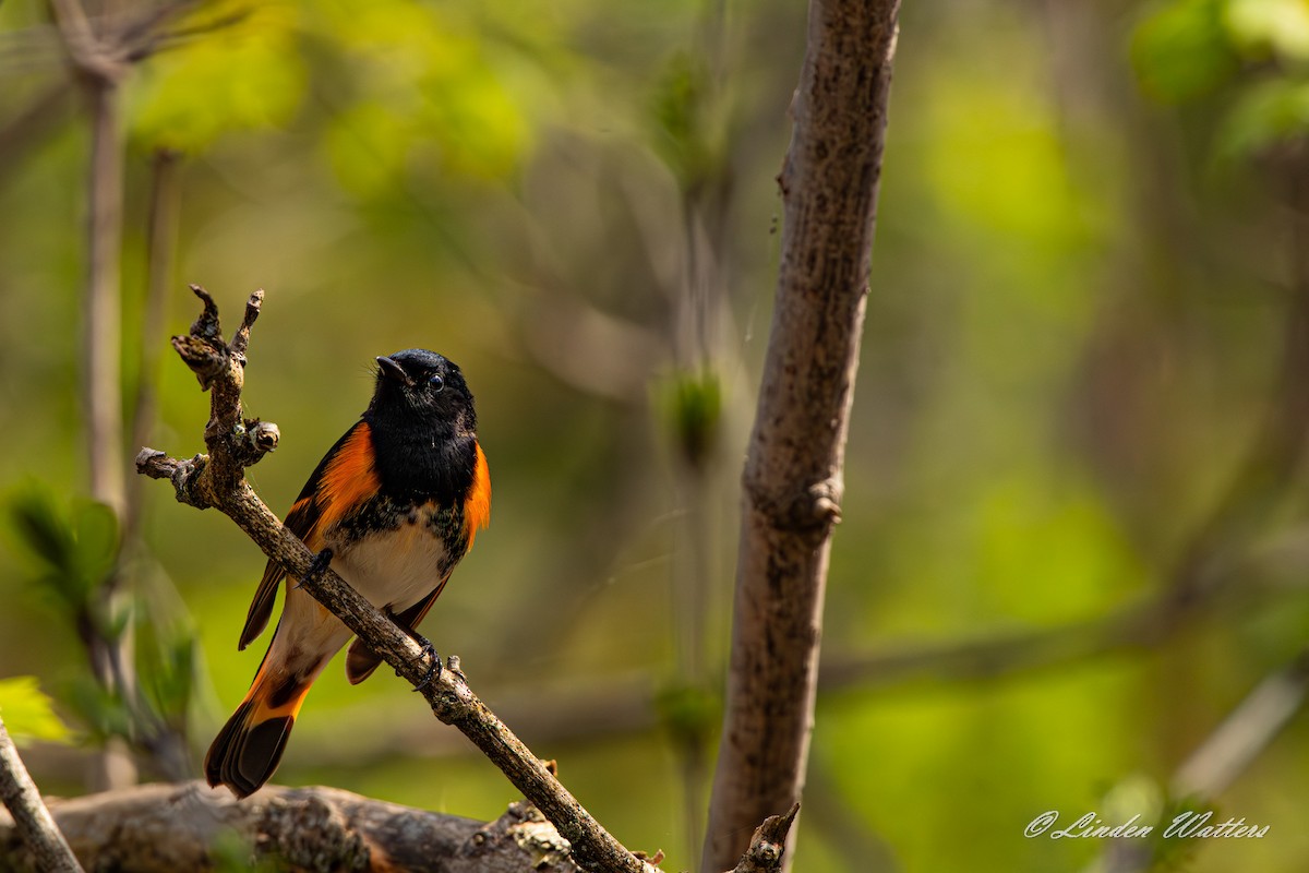 American Redstart - ML618387193