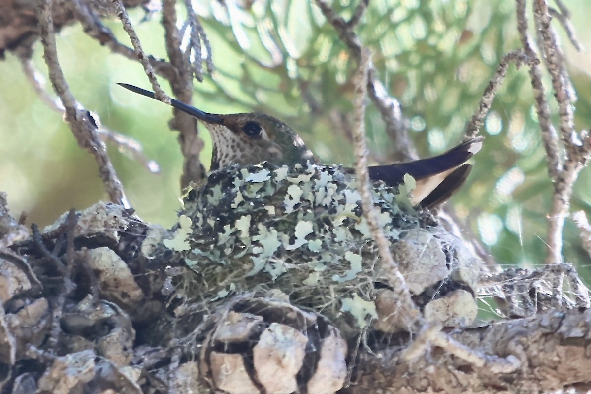 Allen's Hummingbird - ML618387245