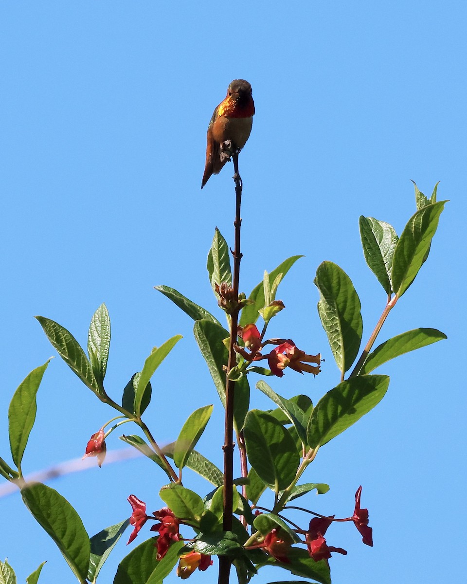 Allen's Hummingbird - Scott Morrical