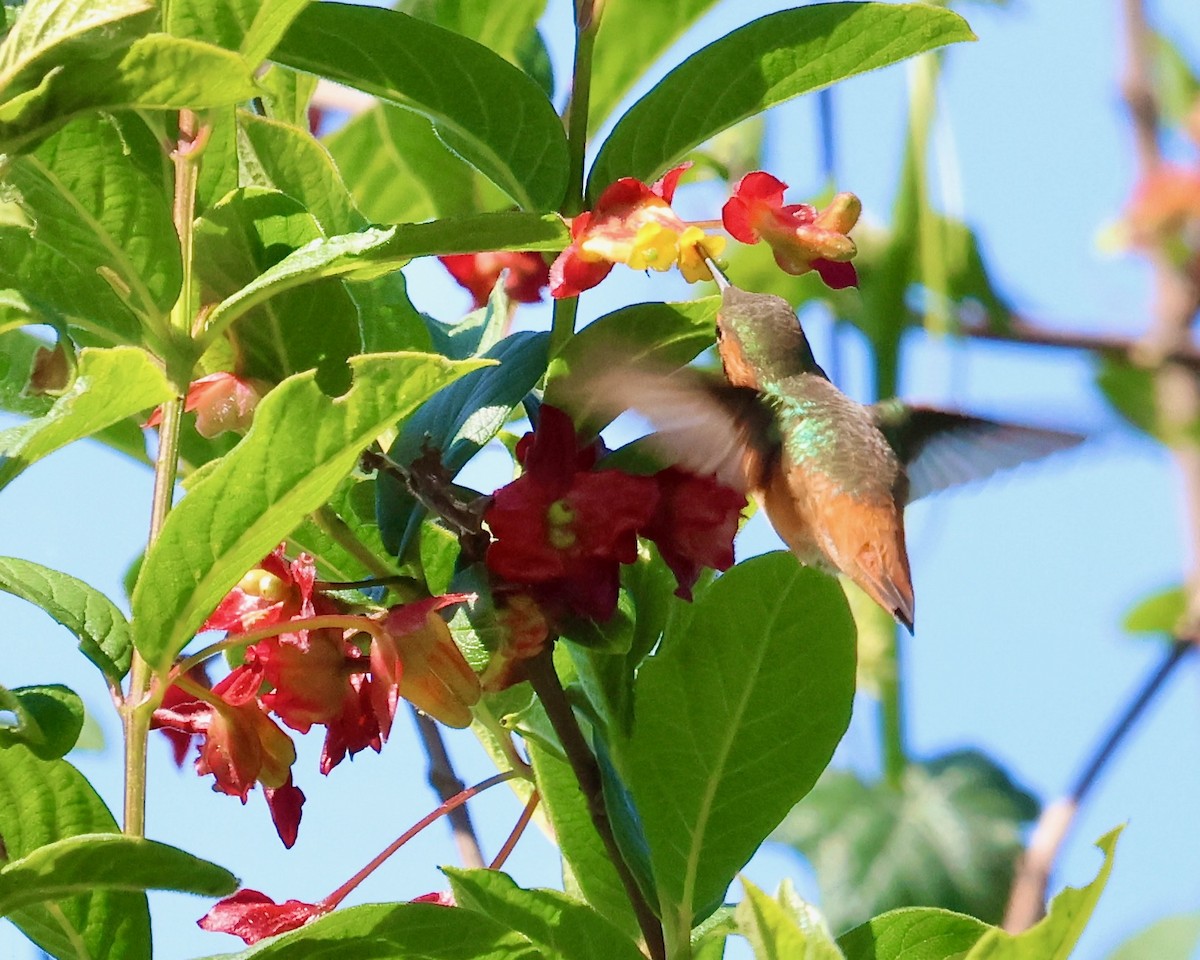 Allen's Hummingbird - ML618387248