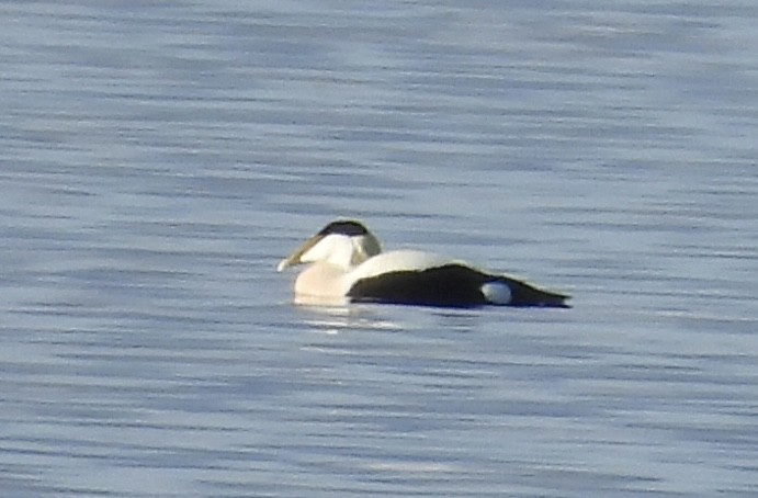 Common Eider - Erica Kawata