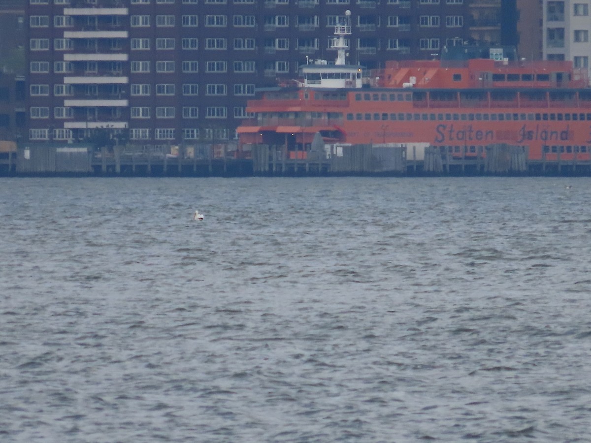 American White Pelican - ML618387258