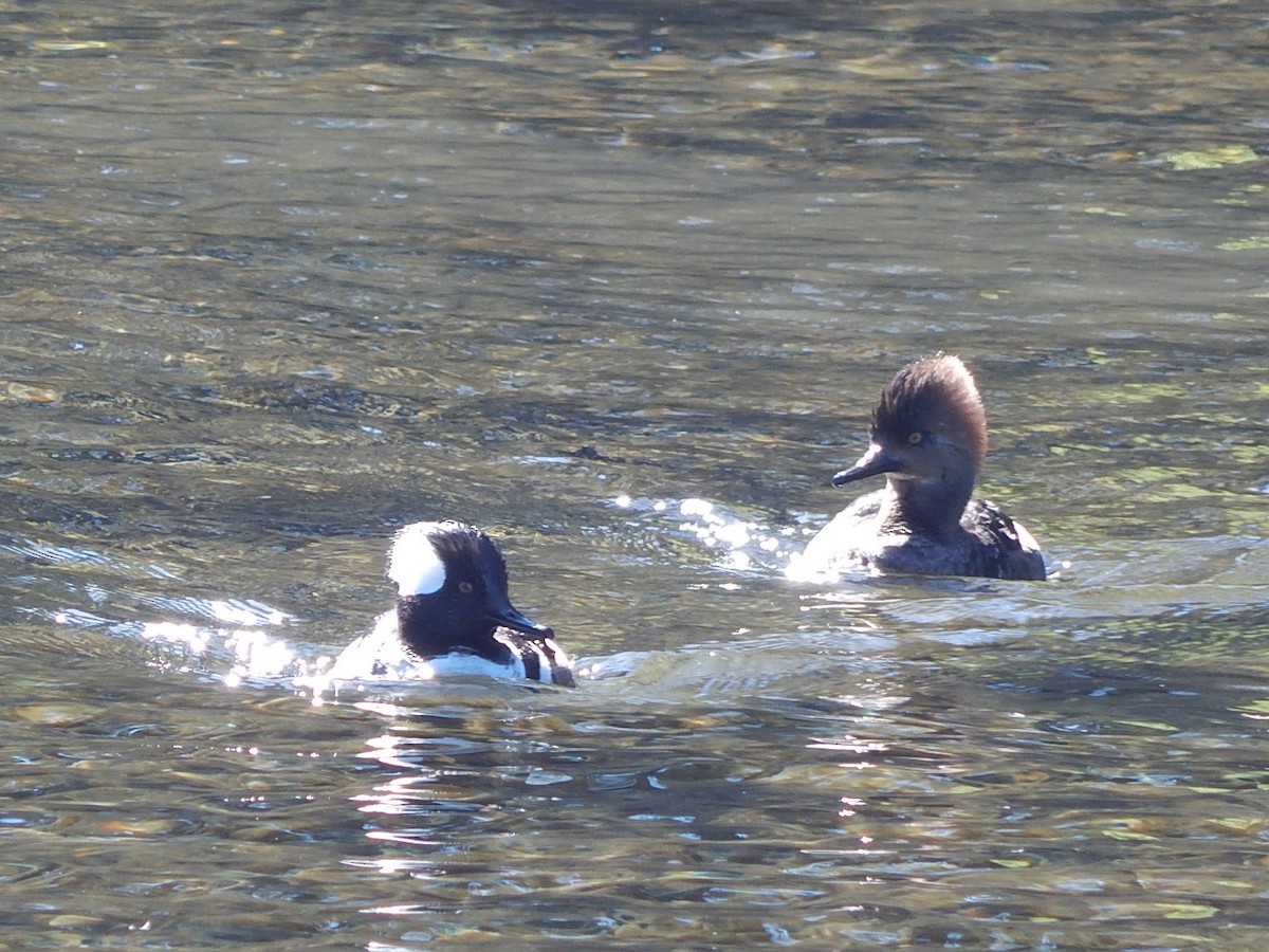 Hooded Merganser - ML618387269