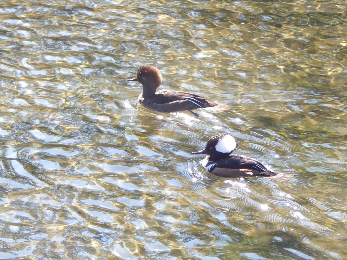 Hooded Merganser - ML618387275