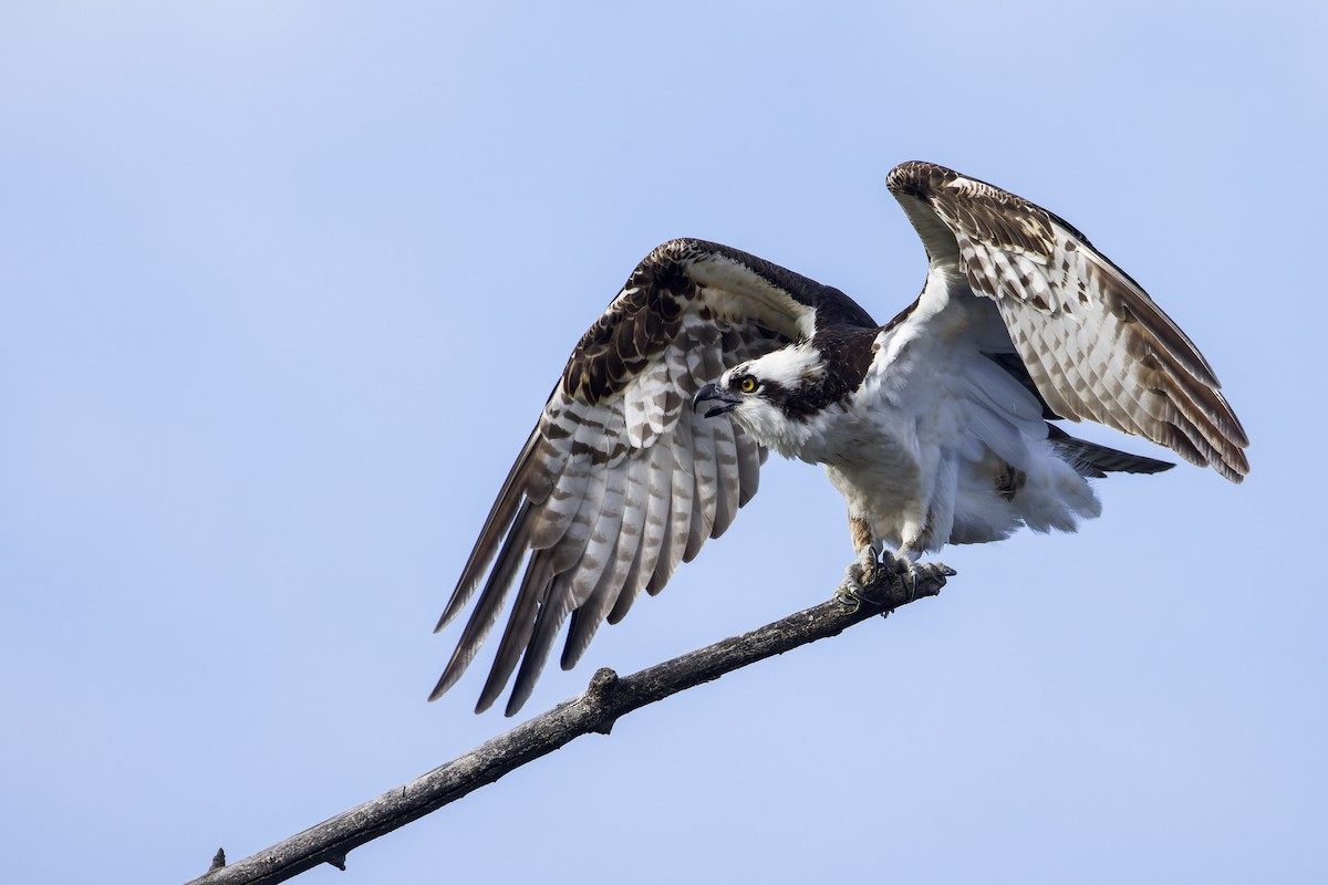 Osprey - ML618387281