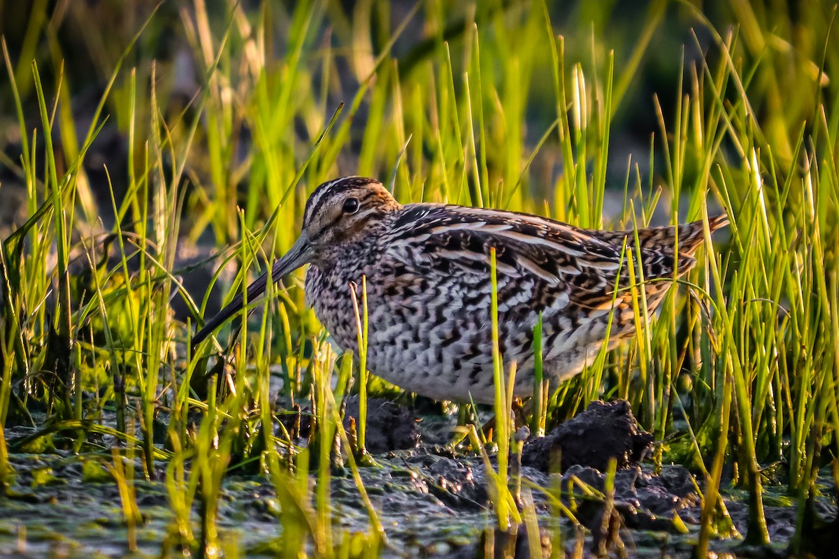 Great Snipe - ML618387306