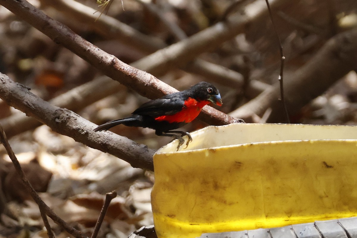 Estrilda Piquigorda Cabecinegra - ML618387315