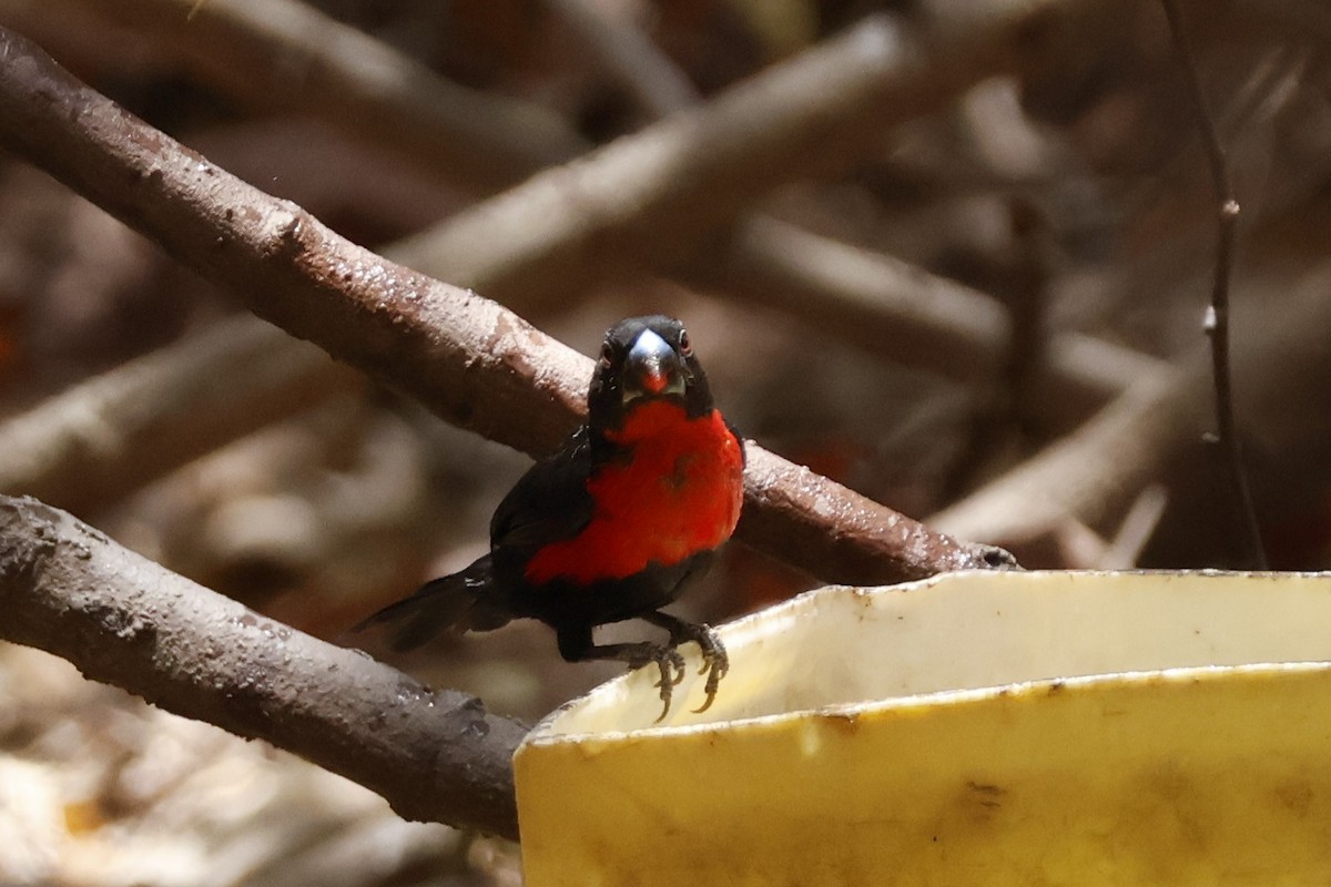 Estrilda Piquigorda Cabecinegra - ML618387318