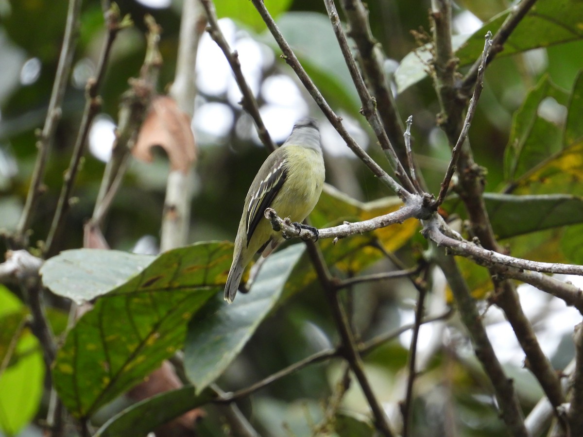 Golden-faced Tyrannulet - Francisco Sornoza