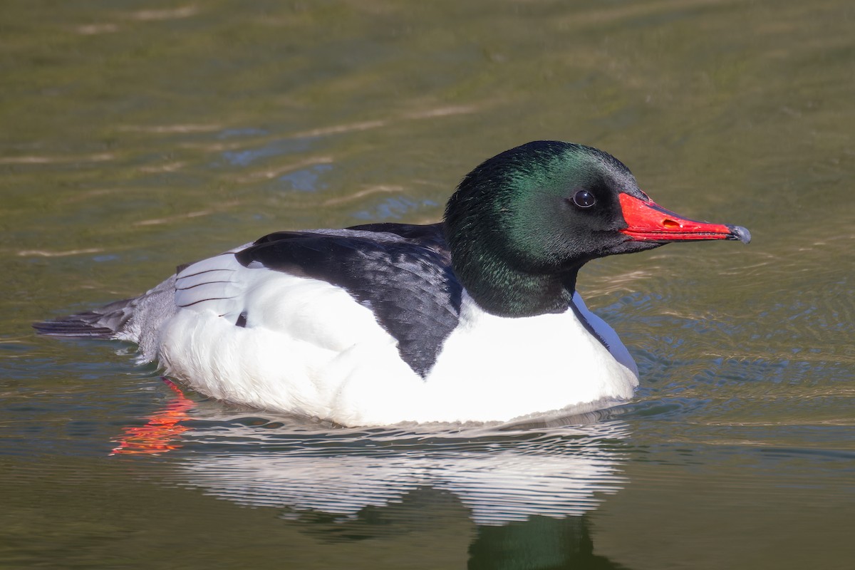 Common Merganser - ML618387333