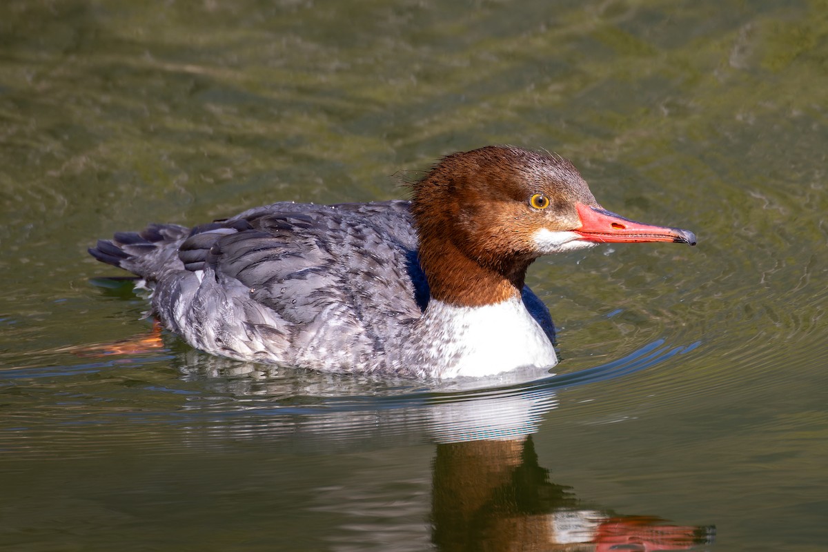 Common Merganser - Jason Stovin