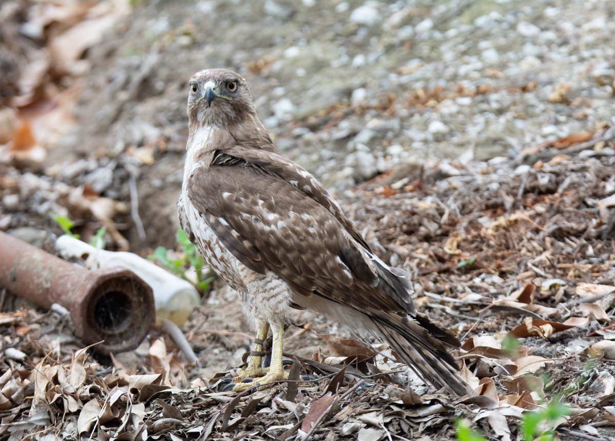 Red-tailed Hawk - Kim Moore