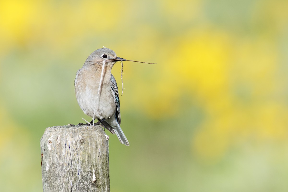 Mountain Bluebird - Blair Dudeck