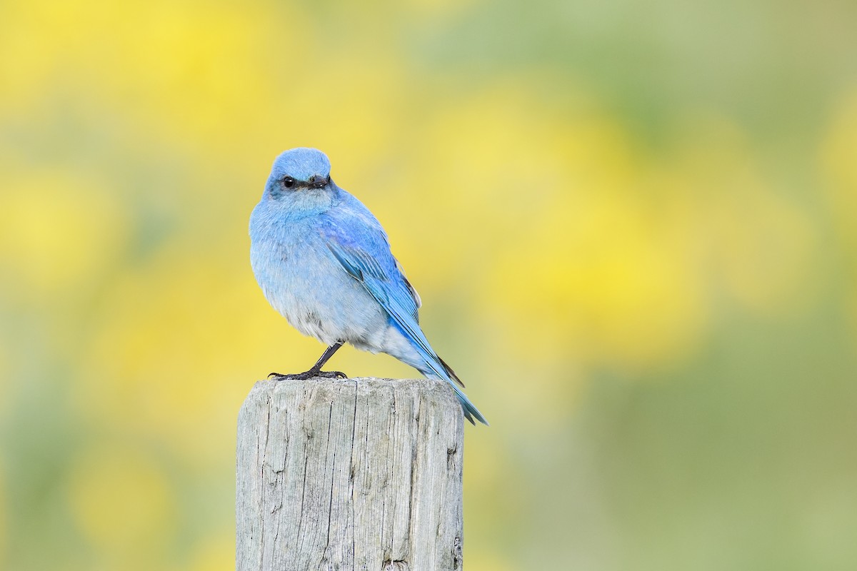 Mountain Bluebird - Blair Dudeck