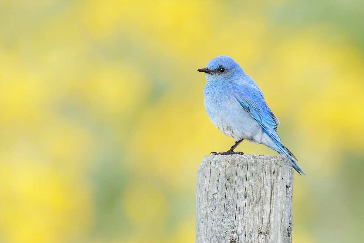 Mountain Bluebird - ML618387357