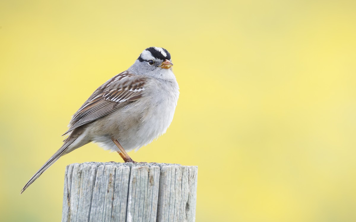 White-crowned Sparrow - Blair Dudeck