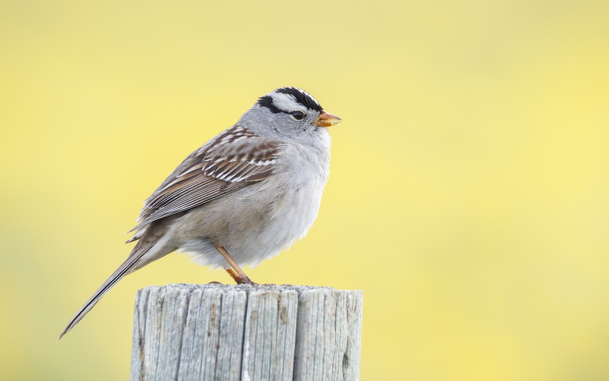 White-crowned Sparrow - Blair Dudeck