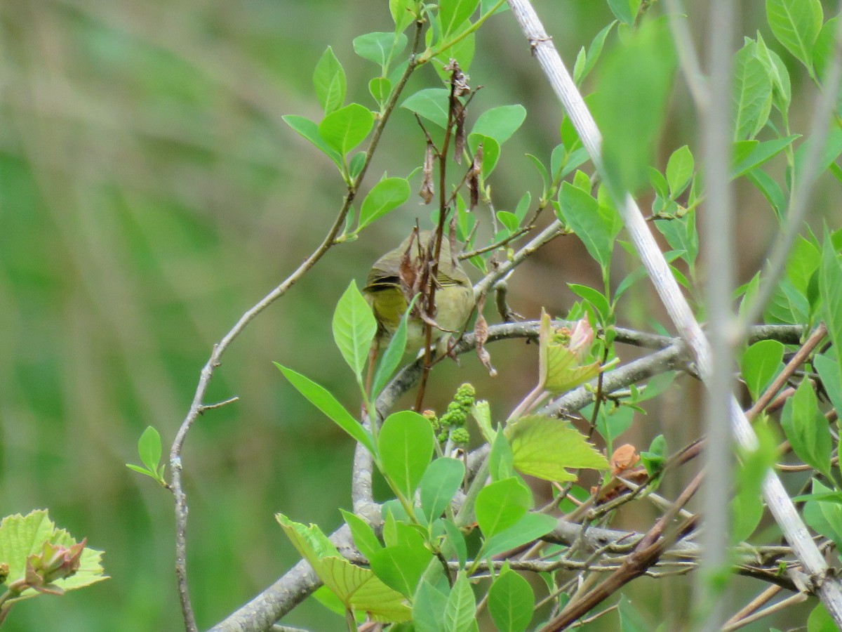 Common Yellowthroat - Guy McGrane