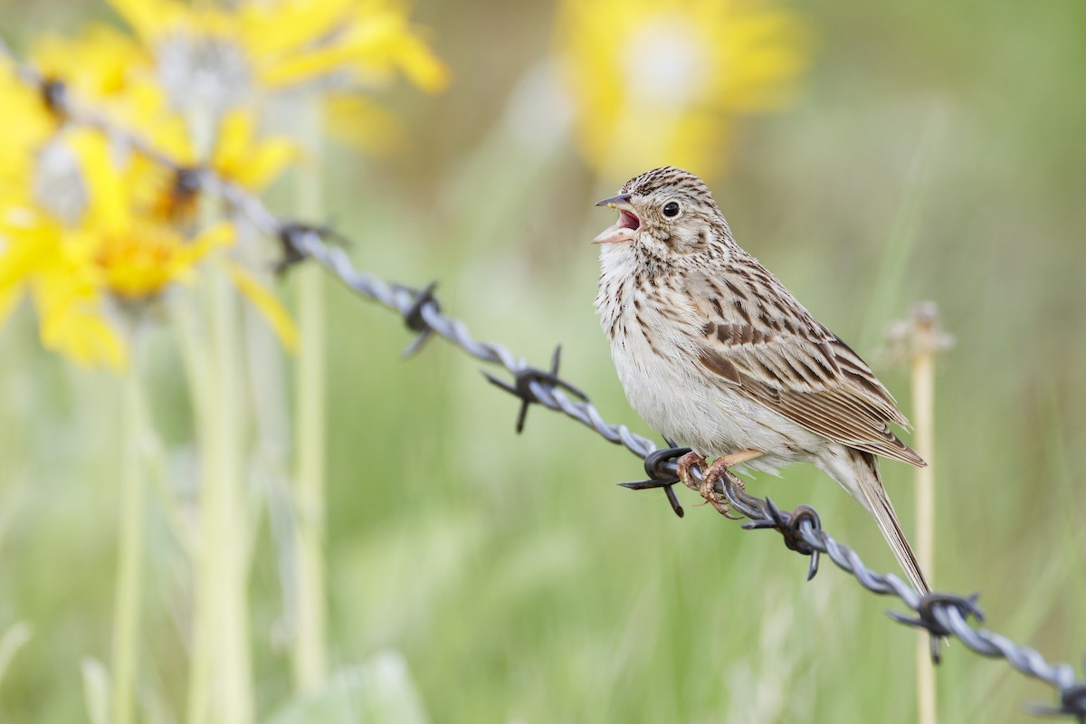 Vesper Sparrow - ML618387391