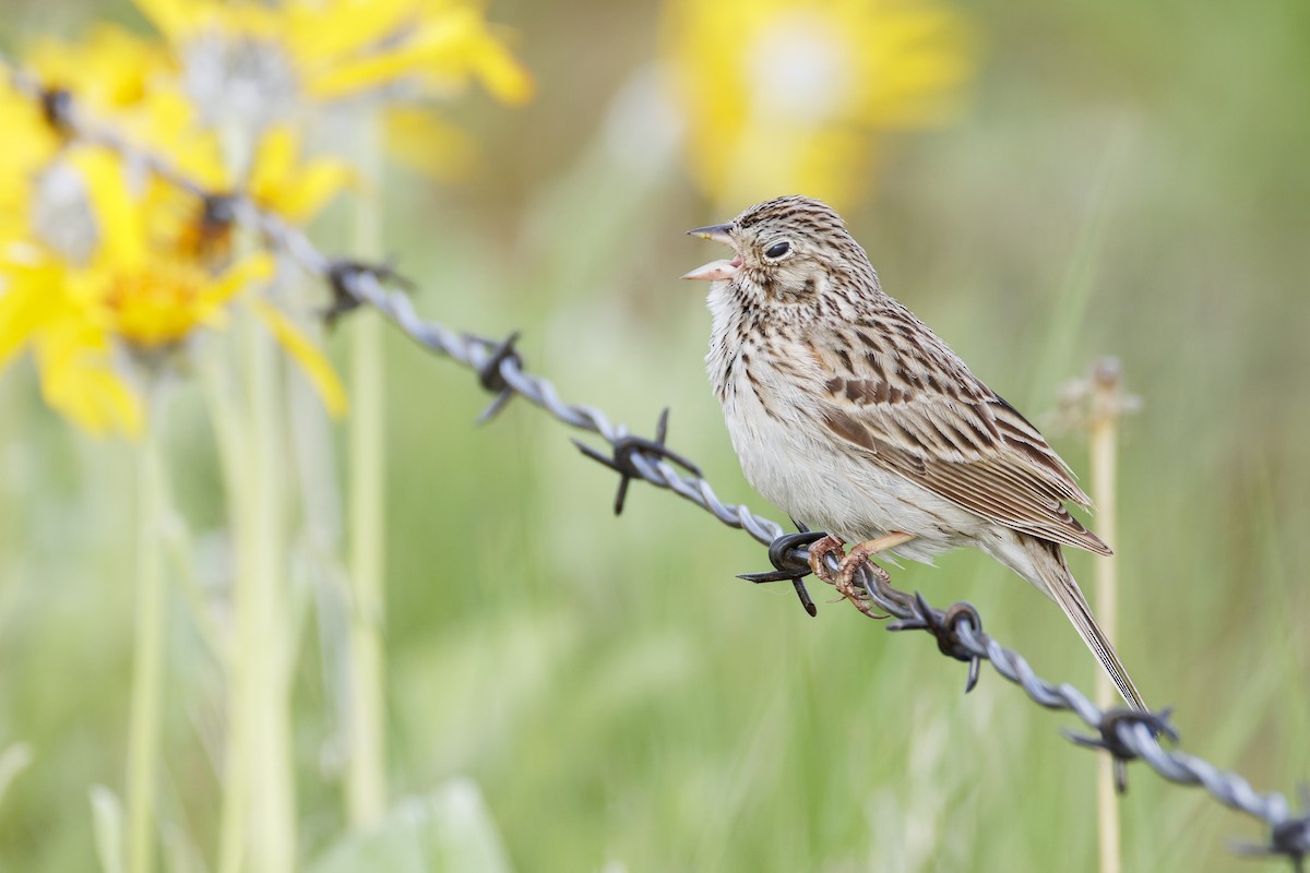 Vesper Sparrow - ML618387392