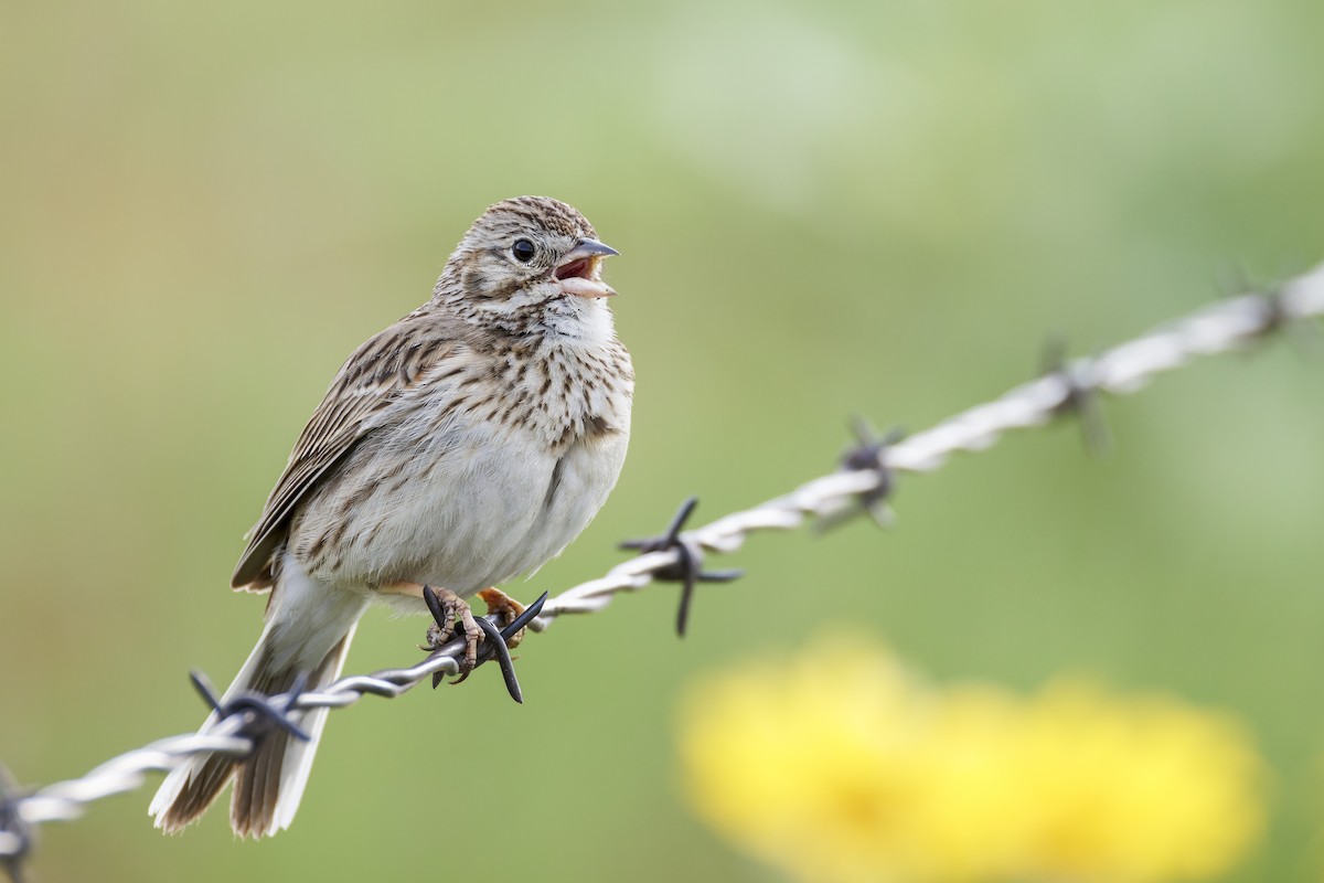 Vesper Sparrow - ML618387394