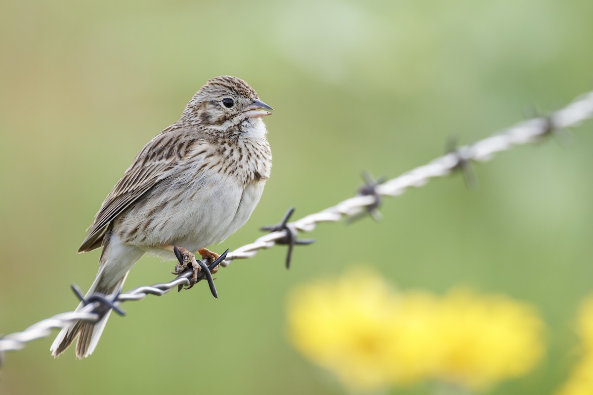 Vesper Sparrow - ML618387395