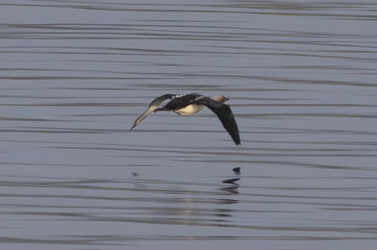 Pacific Loon - John Reynolds