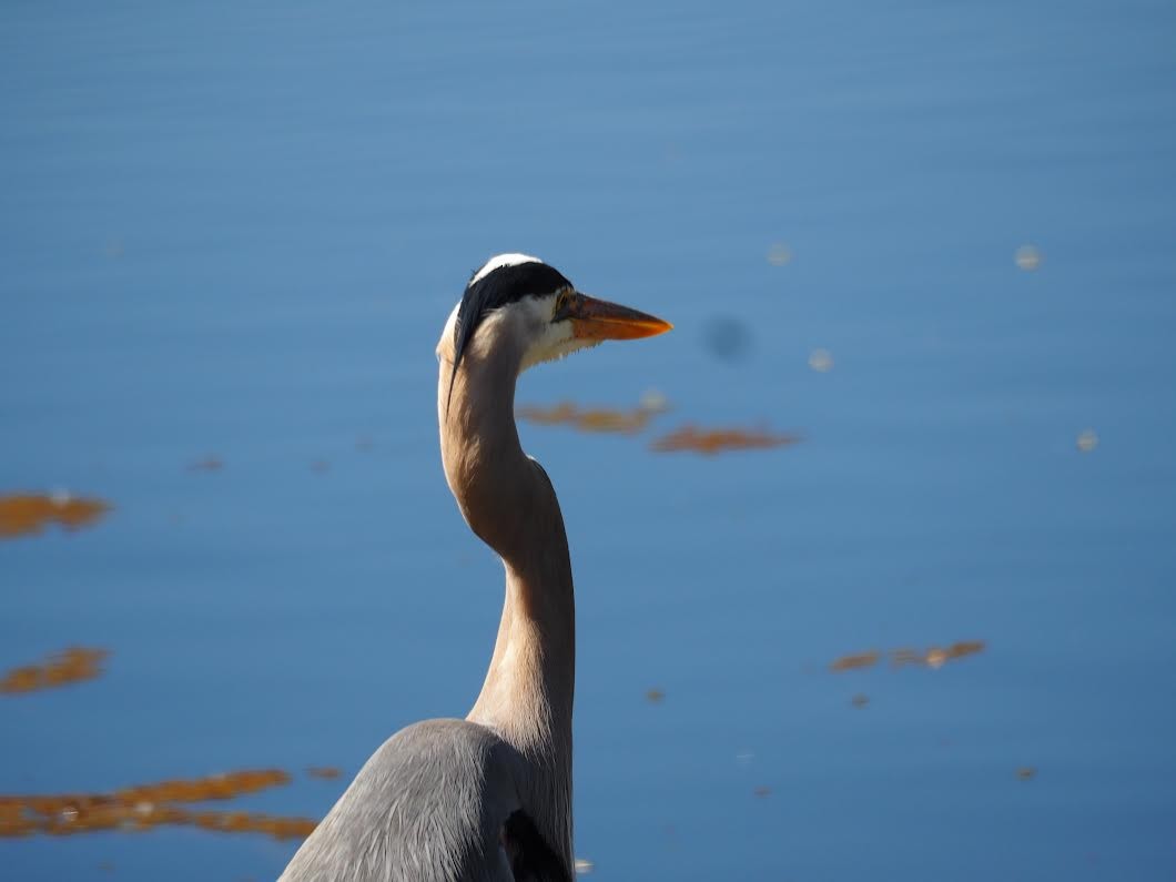 Great Blue Heron - Sherry Singer