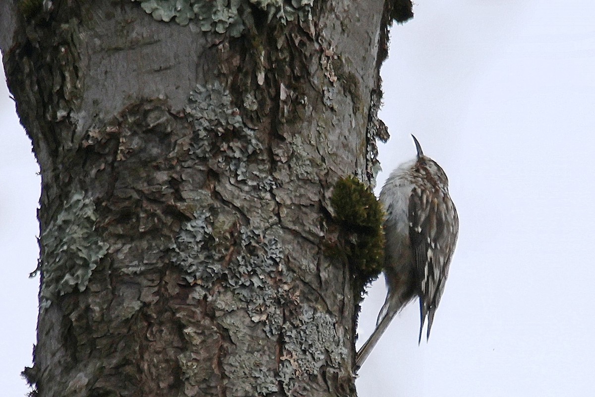 Brown Creeper - Stéphane Lortie