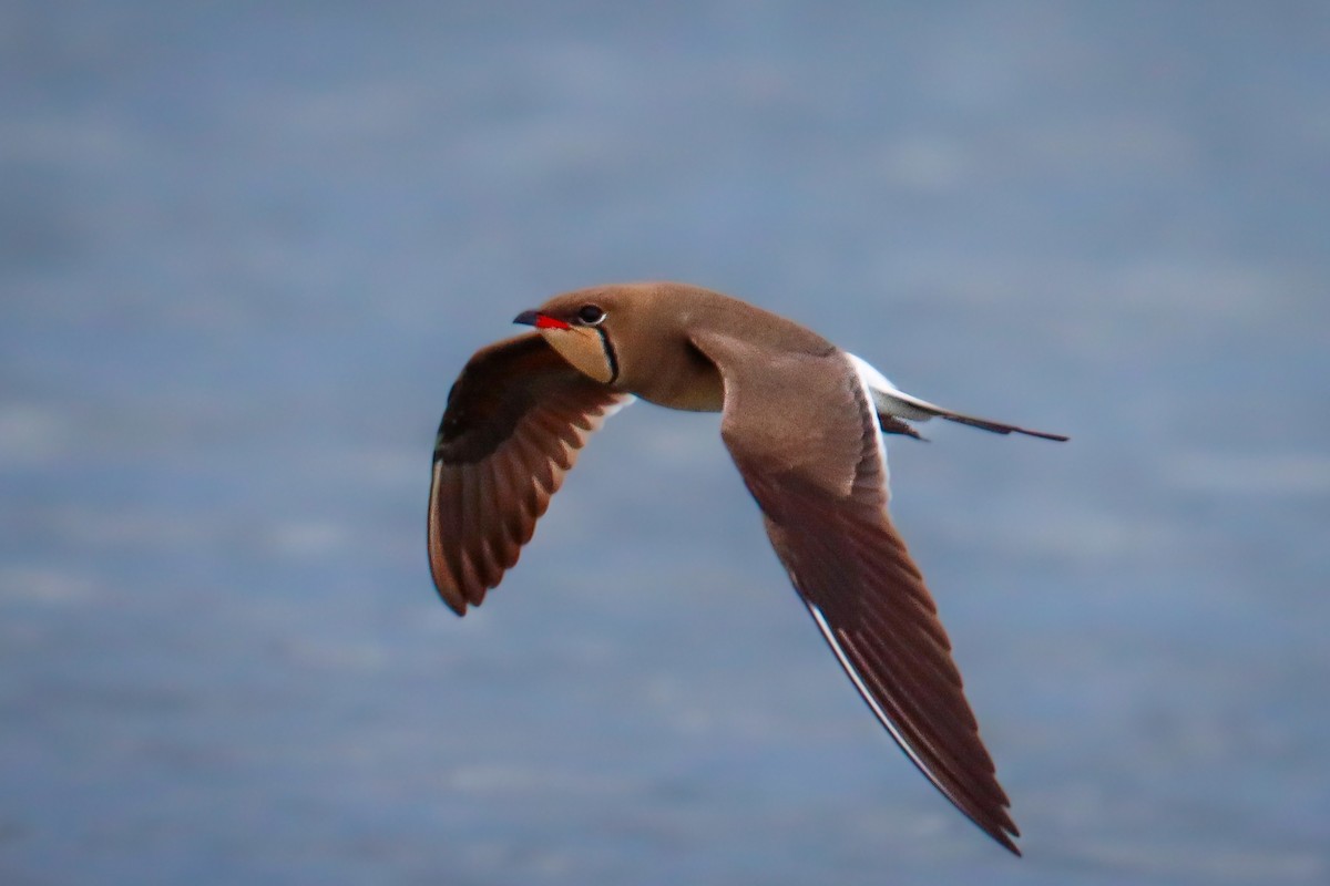 Collared Pratincole - ML618387501