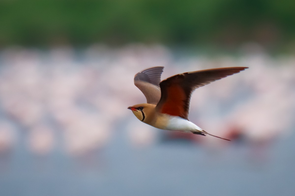 Collared Pratincole - ML618387502