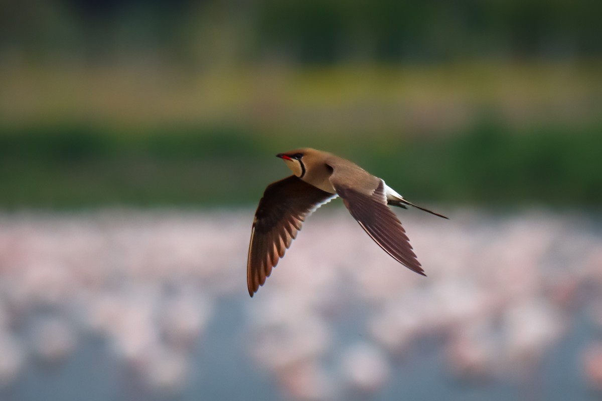 Collared Pratincole - ML618387503