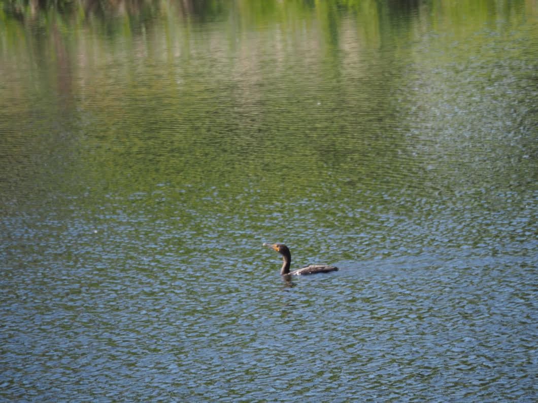 Double-crested Cormorant - ML618387517