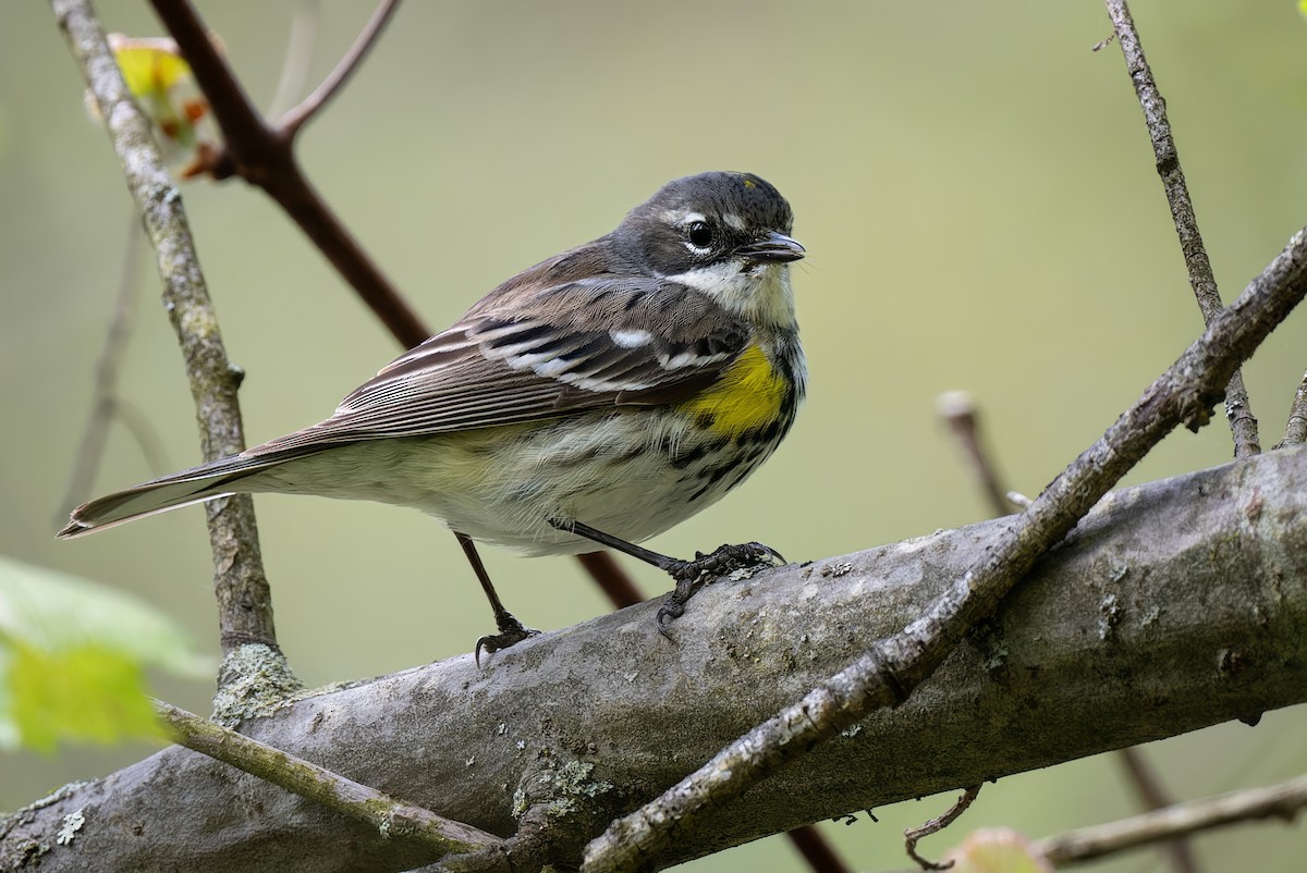 Yellow-rumped Warbler - Mitchell Goldfarb