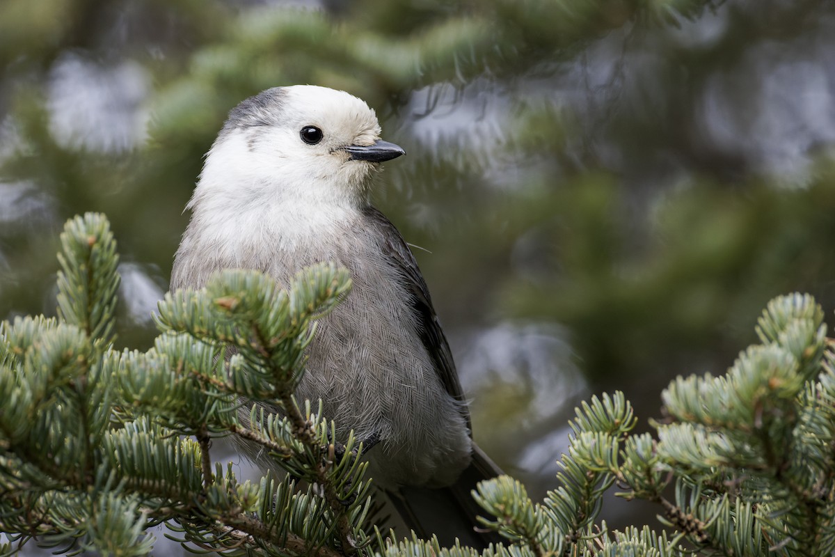 Canada Jay (Rocky Mts.) - ML618387557