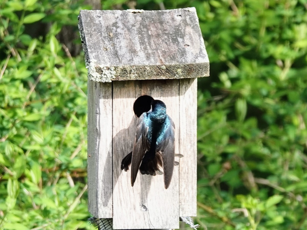 Tree Swallow - ML618387612