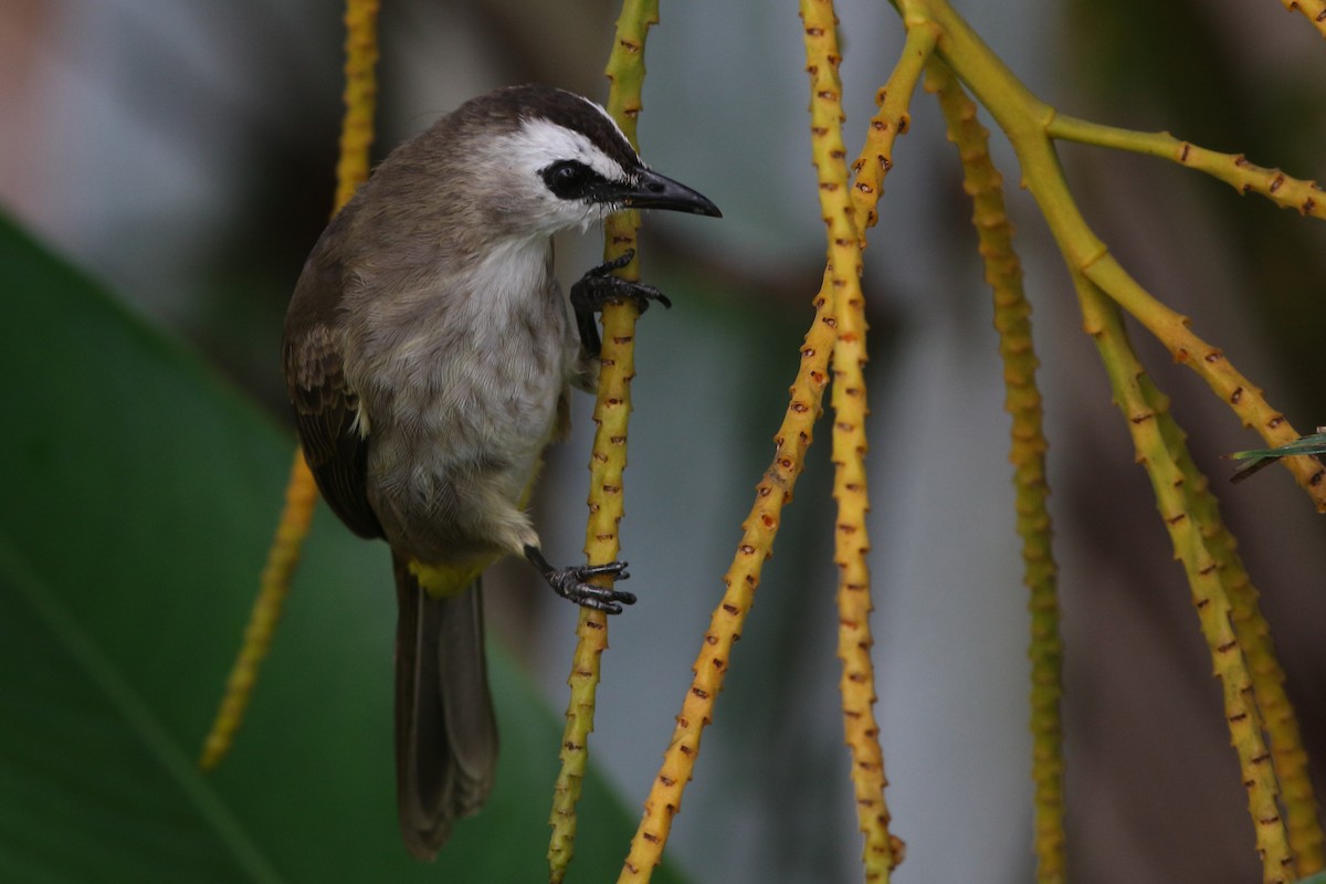 Yellow-vented Bulbul - Andrey Mikhaylov